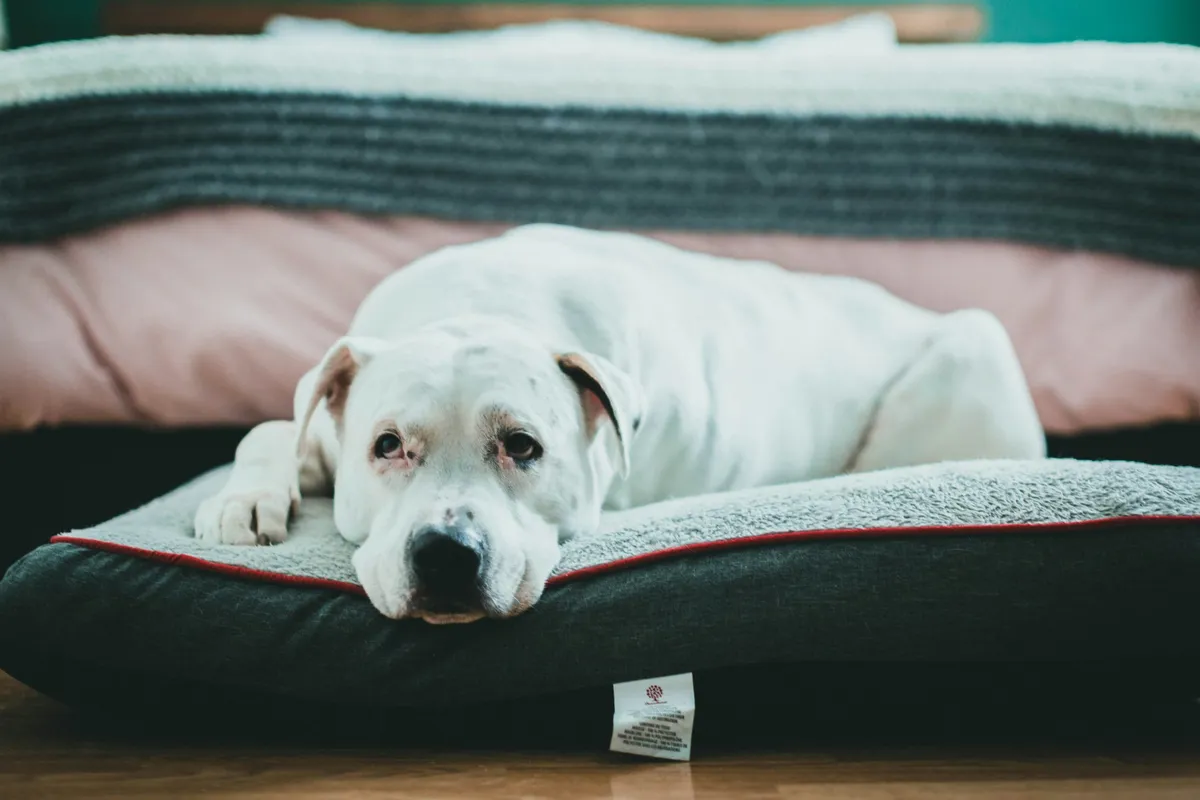 Orthopedic Dog Beds: Comfort for Your Aging Canine Companion - list 2b