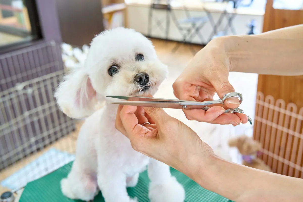 Essential Pet Grooming Tools for Stress-Free Home Care - list 2b