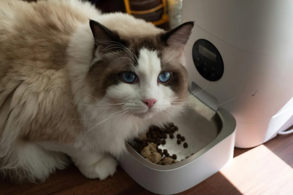 Smart Automatic Pet Feeders: Perfect Solutions for Busy Pet Parents - list 2b