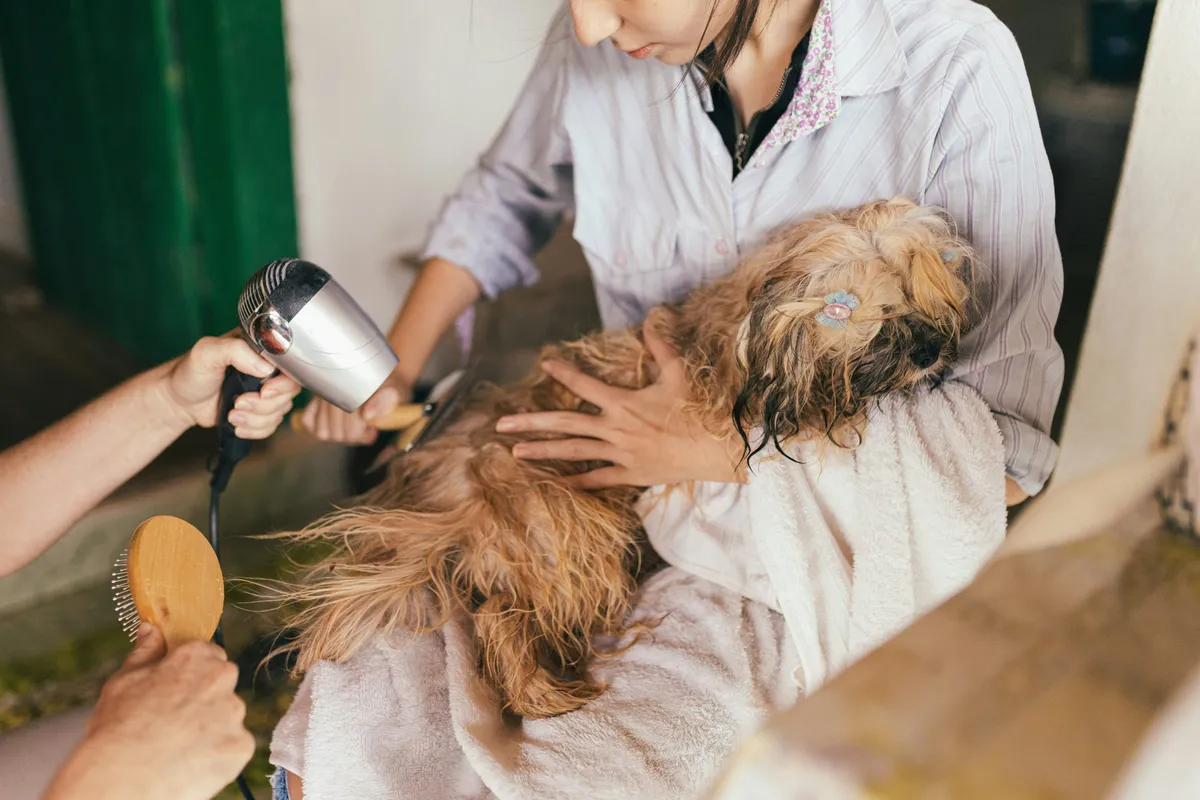 Essential Grooming Tools for Easy-Care Dog Coats: 2025 Guide - list item