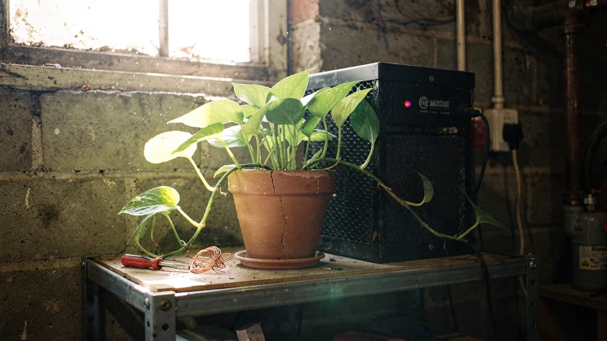 Indoor Plants That Thrive With Minimal Care